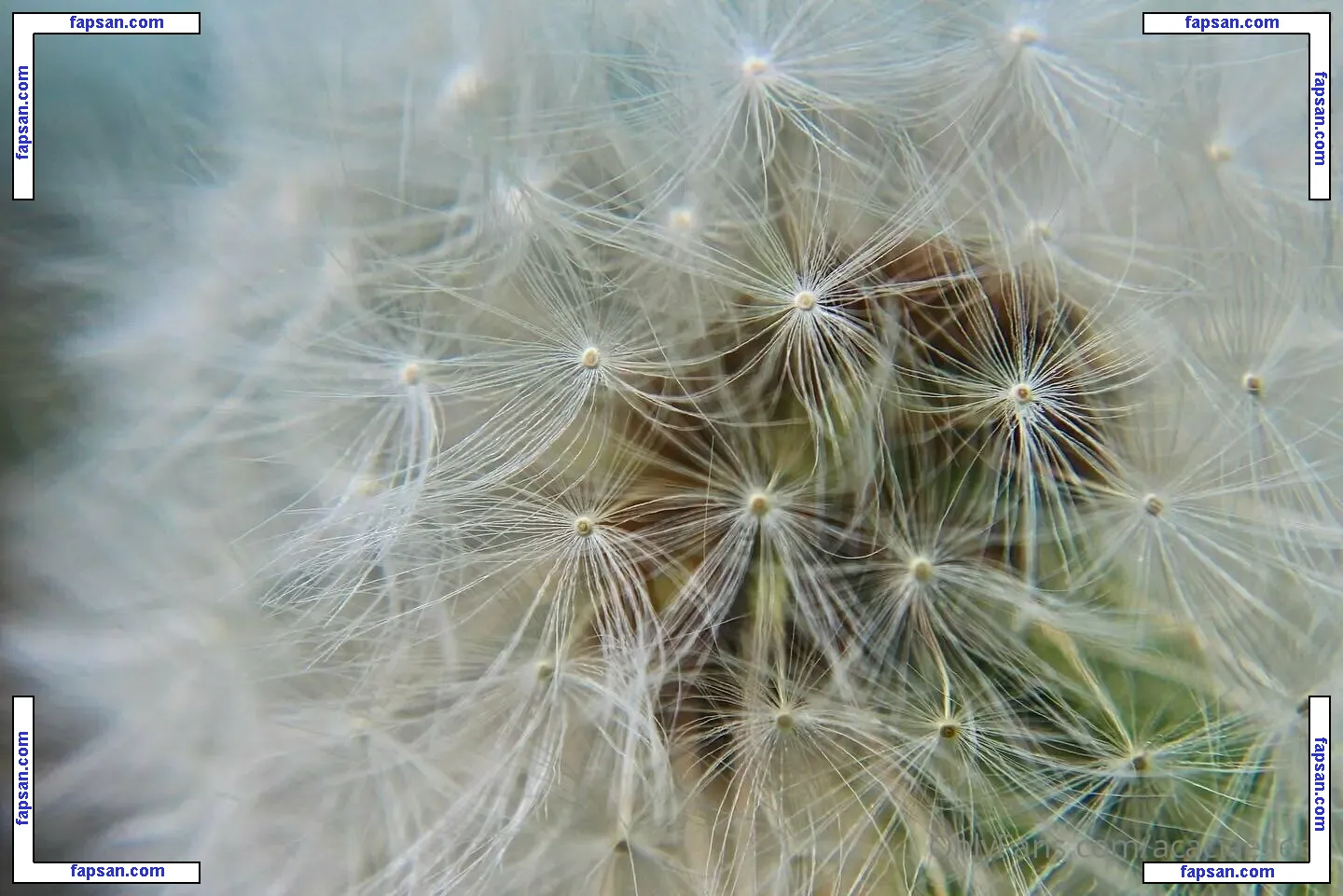 Acacia Eileen nude photo #0006 from OnlyFans