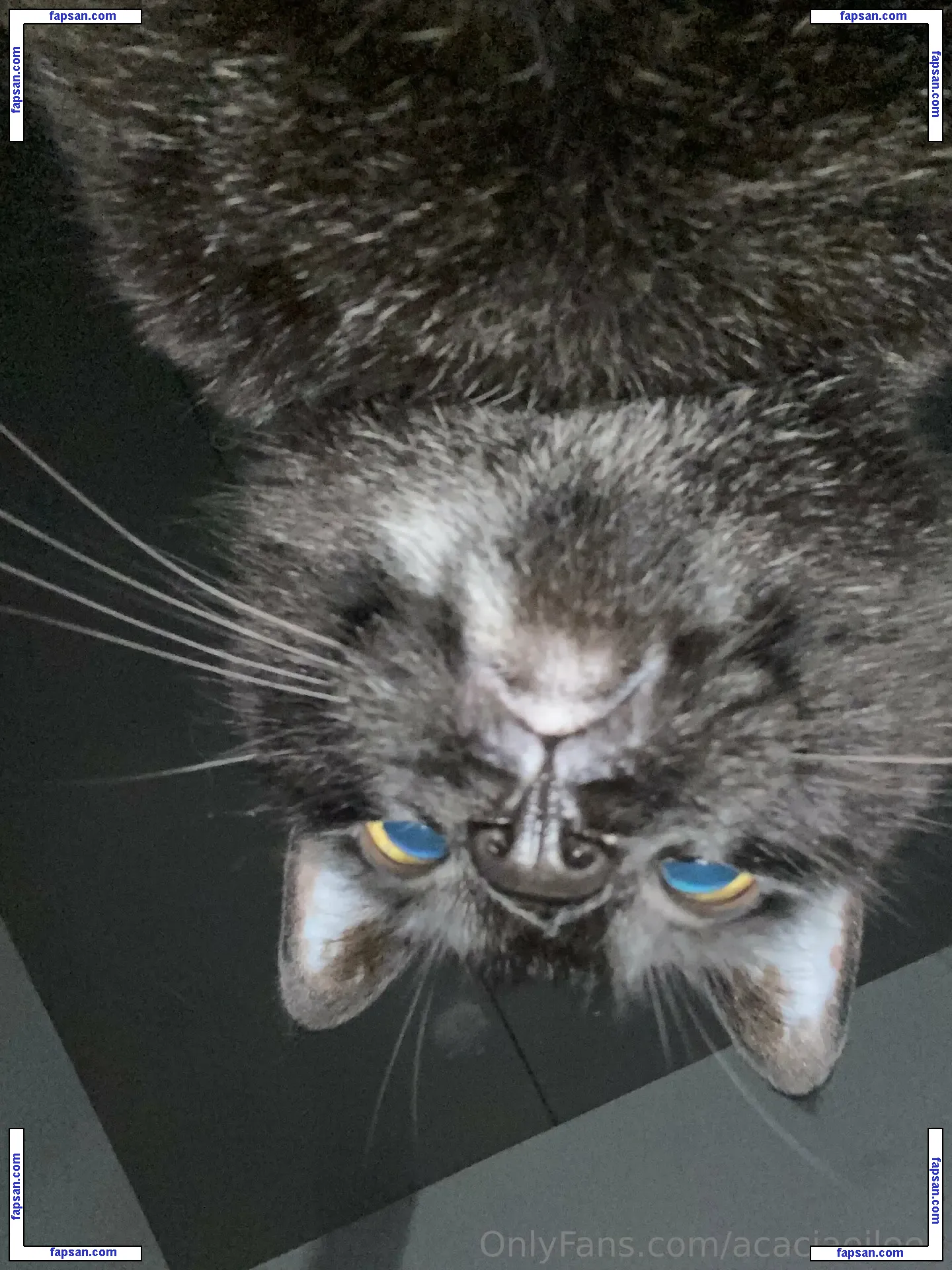 Acacia Eileen голая фото #0055 с Онлифанс