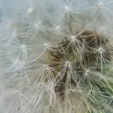 Acacia Eileen nude #0006