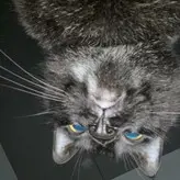 Acacia Eileen голая #0055