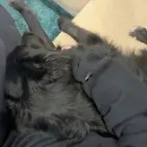 Alanah Pearce nude #1002