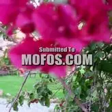 Alix Lynx nude #0128