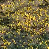 amarita_franchetti nude #0036