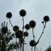 amarita_franchetti nude #0041