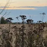 amarita_franchetti nude #0042