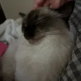 Ambsjadie голая #0003