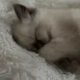 Ambsjadie голая #0014