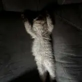 Ambsjadie голая #0022