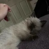 Ambsjadie голая #0023