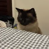 Ambsjadie голая #0024