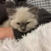 Ambsjadie голая #0025