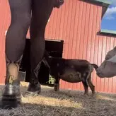 angelzfal nude #0001