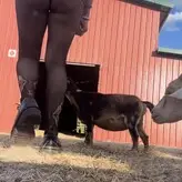 angelzfal nude #0003