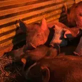 BackwoodsEmm голая #0018