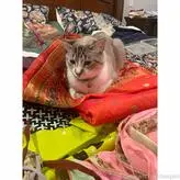 Badindiangirl голая #0017