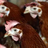 Camille Dhont nude #0002