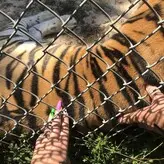 Dick Gobbler Tabby голая #0007