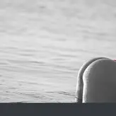 Elis Sakallı голая #0002