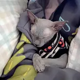 Fallenshadow голая #0007