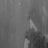 Janet Leigh голая #0014