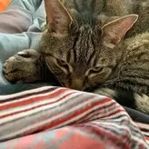 Jessie Rose голая #0005