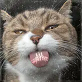 Kat Snack голая #0002