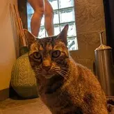 kitty_bit_games nude #0193