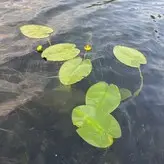 krystalkitten828 nude #0035