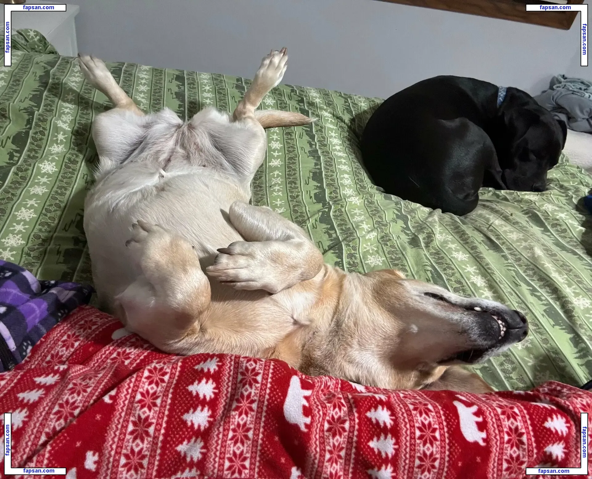 lilrosiedoll nude photo #0244 from OnlyFans