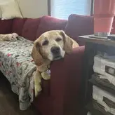 lilrosiedoll nude #0232