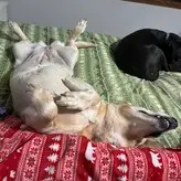 lilrosiedoll nude #0244