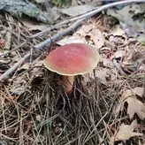 LotusJayne голая #0104