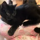 Lumineiia голая #0042