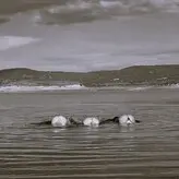 Maisie Williams голая #0947