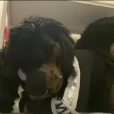 Mastiff_runaway nude #0001