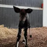 Meg Mullins голая #0001