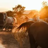 Mich Hoek nude #0006