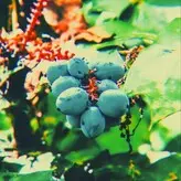 Mrs.Dainty голая #0008