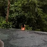 Naho Nishikawaka nude #0028