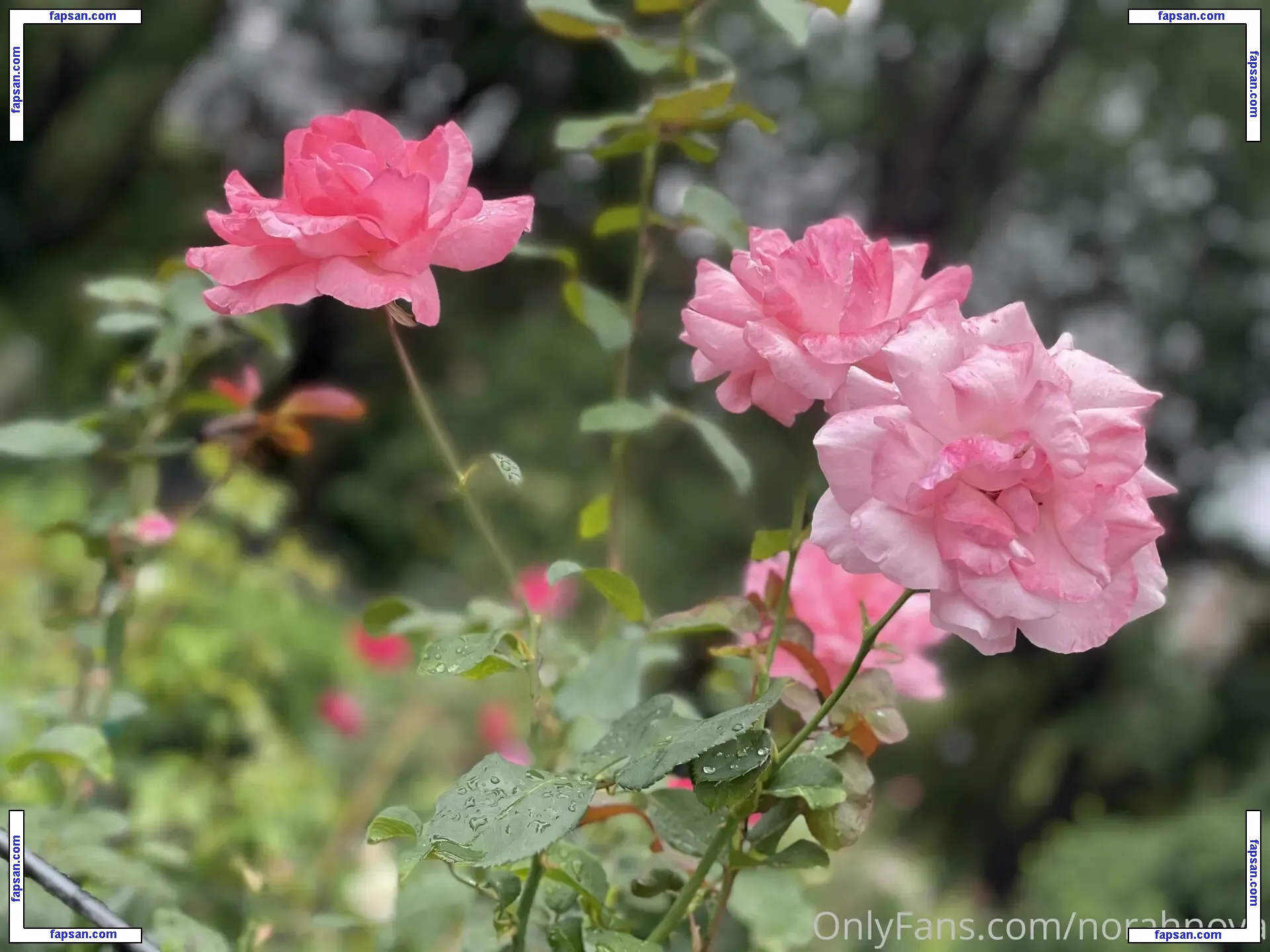 Norah Nova nude photo #0013 from OnlyFans