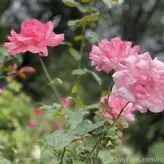 Norah Nova nude #0013