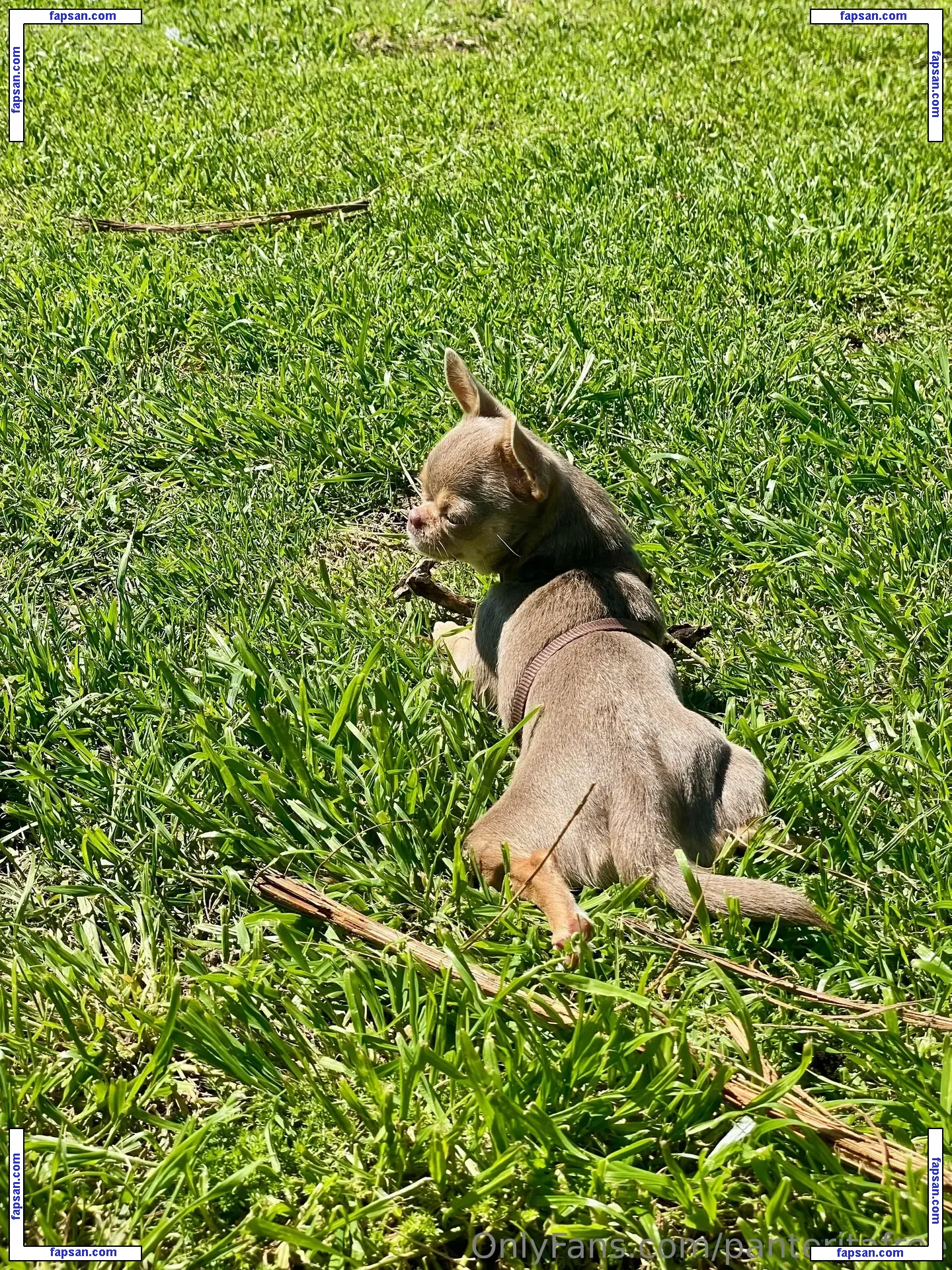 panteritafree голая фото #0006 с Онлифанс
