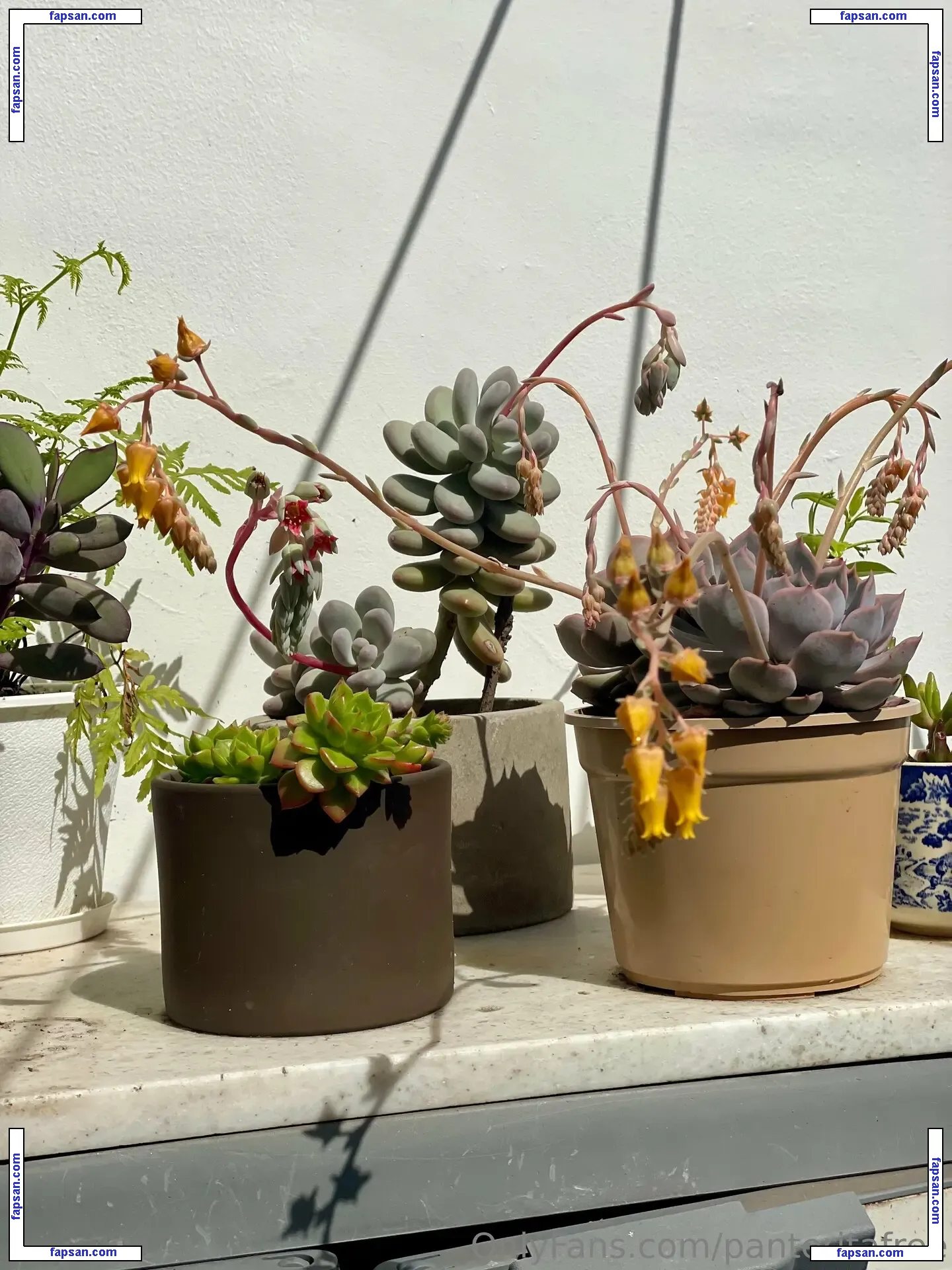 panteritafree голая фото #0008 с Онлифанс