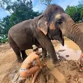 Pia Niedermeier голая #0006