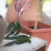 Pink Suicide nude #0158