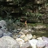 Salamandra Asthar голая #0011