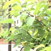 Shiho Terashima nude #0001