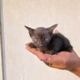 Srushti Bannatti голая #0016