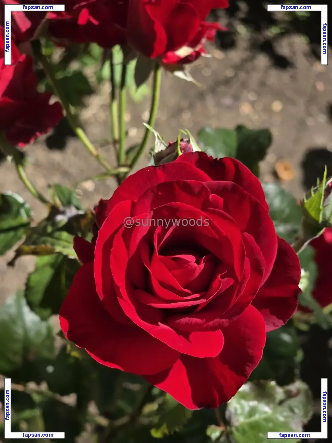 sunnywoods nude photo #0021 from OnlyFans