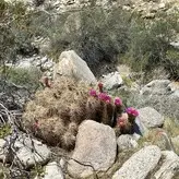 Taylor Rose nude #0021